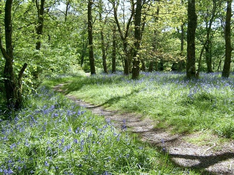 Ardgartan Woodland