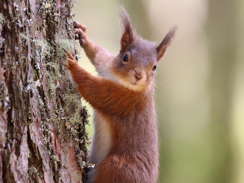 Peter Bash Red Squirrel at Ardgartan